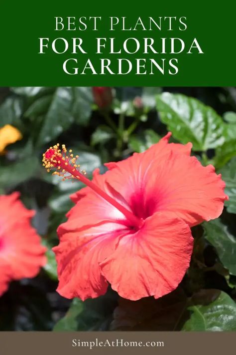 Best Low Maintenance Plants For Florida • Simple At Home Plants For Florida, Gardening In Florida, Zone 10 Plants, Florida Plants Landscaping, Small Front Garden Ideas, Plants For Planters, Florida Native Plants, Front Yard Plants, Small Front Gardens