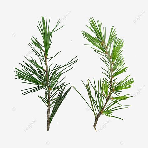 Black Pine Tree, Pine Leaves, Pine Tree Silhouette, Green Png, Trees Png, Pine Leaf, Tree Clipart, Transparent Image, Pine Branch