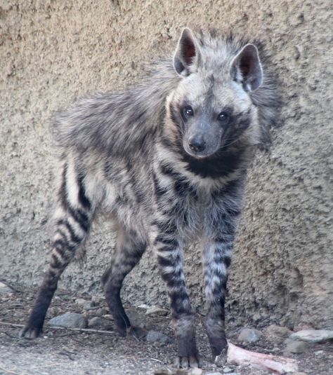 Striped Hyena, Big Puppy, Creature Ideas, Animal Studies, Moodboard Inspo, Interesting Animals, Unusual Animals, Extinct Animals, Rare Animals