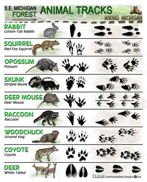 22 Absolutely Essential Diagrams You Need For Camping Striped Skunk, Mouse Deer, Bushcraft Skills, Retro Camping, Fox Squirrel, Animal Tracks, Bushcraft Camping, Survival Shelter, Survival Techniques