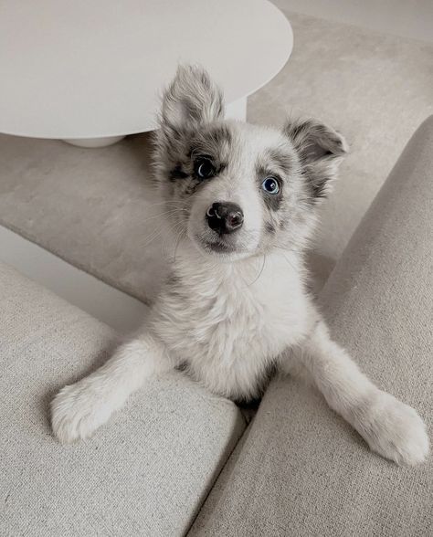 Boarder Collie Aesthetic, Border Collie Aussie Mix Puppies, Blue Merle Border Collie Puppy, Border Collie Blue Eyes, Aesthetic Border Collie, Merle Border Collie Puppy, Border Collie Aesthetic, Border Collie Aussie, Blue Border Collie