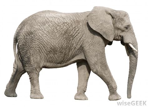 Why is the Elephant a Symbol of the Republican Party? Elephant Anatomy, Lion King Musical, Wild Animals Photos, Elephant Pictures, Elephants Photos, Elephant Sculpture, Elephant Logo, Elephant Love, African Animals