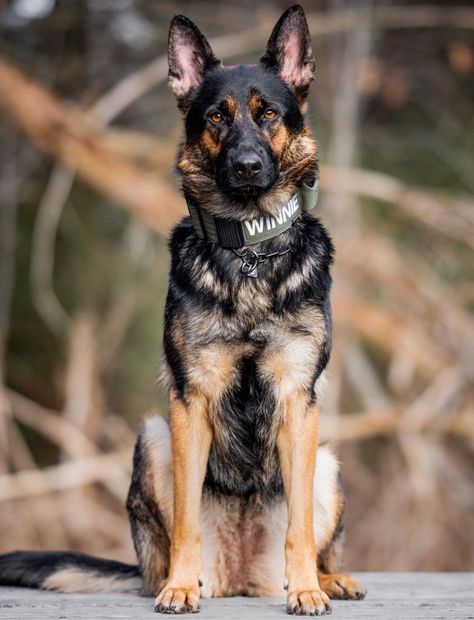 Short Haired German Shepherd, German Shepherd Photography, Baby German Shepherds, Herding Dogs Breeds, German Sheperd Dogs, Fit Dogs, Dog Area, Dog Photoshoot, Military Dogs