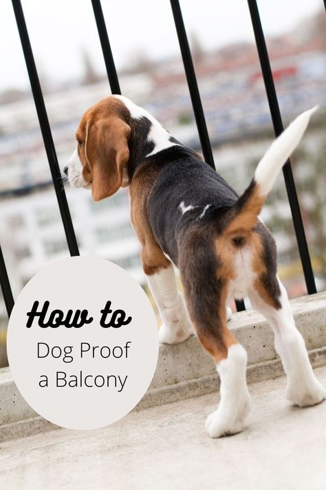 dog next to balcony railing Balcony Ideas Apartment Dog Friendly, Balcony Pet Safety, Pet Proof Balcony, Dog Safe Balcony, Dog Proof Deck Railing, Apartment Patio For Dogs, Balcony Ideas For Dogs, Apartment Balcony For Dogs, Balcony Dog Area