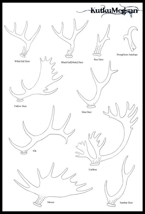 North American Antlers Basic Tutorial -KutkuMegsan by KutkuMegsan on @DeviantArt Deer Ears And Antlers, How To Draw Deer Antlers, Moose Antlers Drawing, Antlers Side View, How To Draw Antlers, Types Of Antlers, Woman With Antlers, Deer Antler Drawing, Deer Antlers Drawing