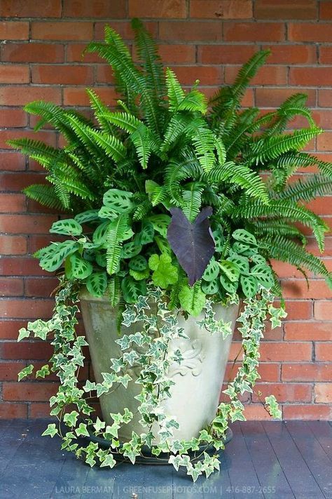 Front Porch Flowers, Porch Flowers, Container Garden Design, Container Gardening Flowers, Planter Ideas, Garden Containers, The Secret Garden, Container Flowers, Shade Plants