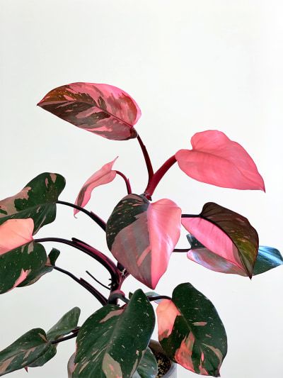 Every Plant Collector Covets the Pink Princess Philodendron Pink Princess Philodendron, Princess Philodendron, Philodendron Pink Princess, Philodendron Plant, Pink Plant, Variegated Plants, Deco Boheme, Plant Photography, Terraria