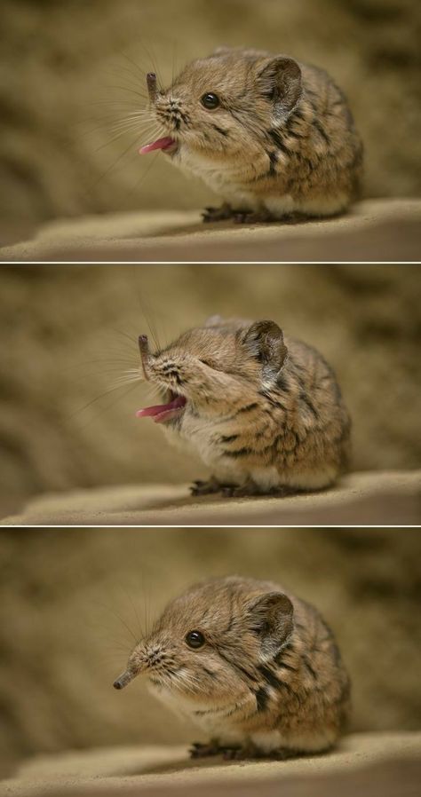 Elephant Shrew Elephant Shrew, 웃긴 사진, Wild Nature, Cute Animal Photos, Amazing Animals, Cute Creatures, Sweet Animals, Zoo Animals, Animal Photo