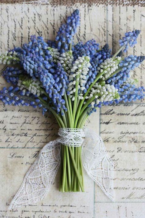 Muscari Flower, Blue Willow Decor, Muscari Flowers, Hyacinth Flower, Grape Hyacinth, Bulbous Plants, Wedding Rentals Decor, Floral Cards Design, Flower Cottage