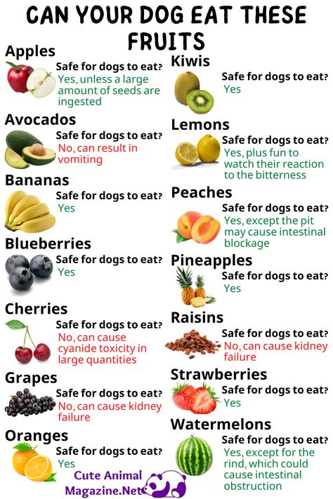 Foods To Help Dog Digestion, Fresh Foods For Dogs, What Fruits Can Dogs Eat, Dog Grocery List, Good For Dogs To Eat, Dog Food Boosters, What To Feed Your Dog, Foods That Dogs Can Eat, Foods For Dogs To Eat