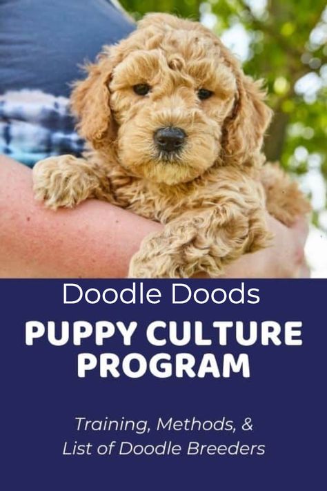 Puppy Culture, Doodle Puppies, Dog Behaviorist, Doodle Puppy, Prenatal Care, Emotional Resilience, Poodle Mix, Physical Development, Healthy And Happy