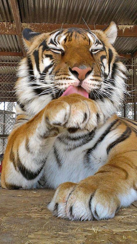 Tiger Aesthetics, Tiger Pfp, Tiger Pet, Tiger Aesthetic, Wylie Texas, Tiger Photography, Exotic Pet, Wildlife Rescue, Tiger Girl