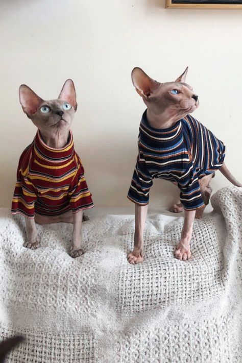 Pet Hairless Cat Sphynx, Cute Hairless Cat, Kitten Sweater, Hypoallergenic Cats, Sphinx Cat, Dream's Cat, Hairless Cat, Red Fleece, Best Cat