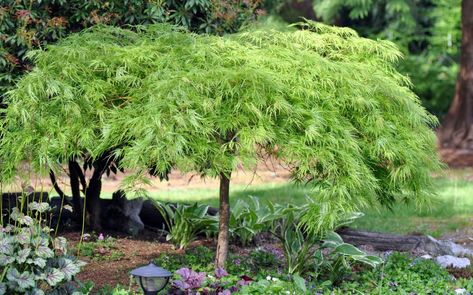 Japanese Maple Tree Landscape, Green Japanese Maple, Maple Tree Landscape, Modern Japanese Garden, Zone 8b, Landscaping Inspiration, Tree Garden, Gladioli, Back Garden Design