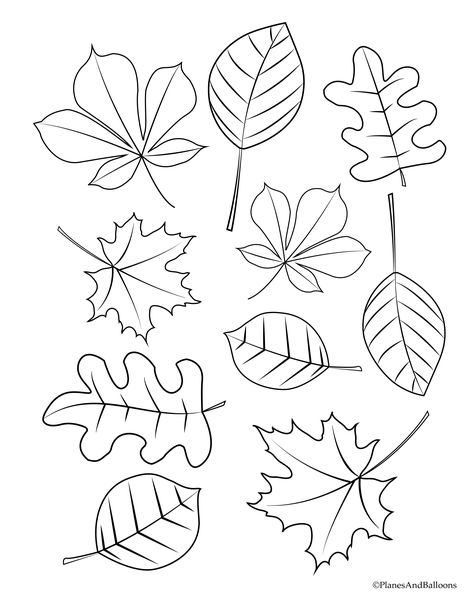 Fall leaves preschool coloring pages. Different designs, really cute. Leaves Coloring Pages, Leaves Coloring, Fall Leaves Coloring Pages, Fall Coloring Sheets, Printable Leaves, Leaf Coloring Page, Autumn Leaf Color, Fall Coloring, Preschool Coloring Pages