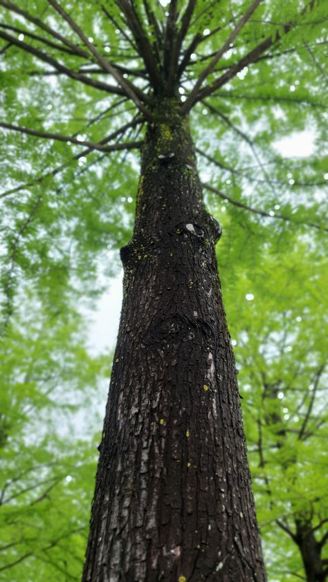 Suncheon, South Korea Sky Pictures, A Tree, South Korea, Tree Trunk, Wallpapers, Plants, Photography, Quick Saves