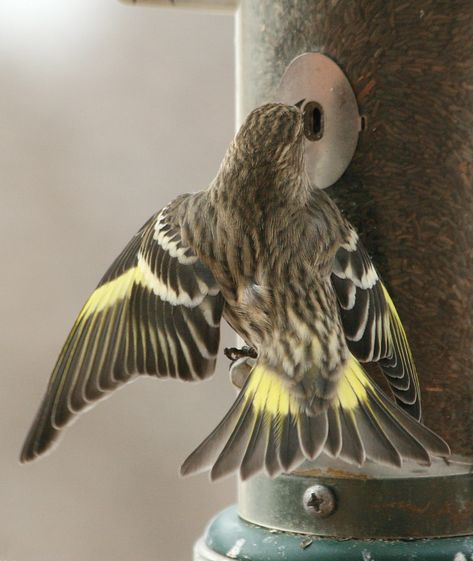 Every few years FeederWatchers record a large movement of Pine Siskins into the lower 48 states. When siskins appear after a long absence, many FeederWatchers wonder where these gregarious finches came from and, following the winter, where do they go? The 2008-09 irruption Pine Siskins made a dramatic showing at feeders during the 2008-09 FeederWatch […] Pine Siskin, Siskin, Finches, Bird Watching, The Winter, Birds, Yard, Wonder