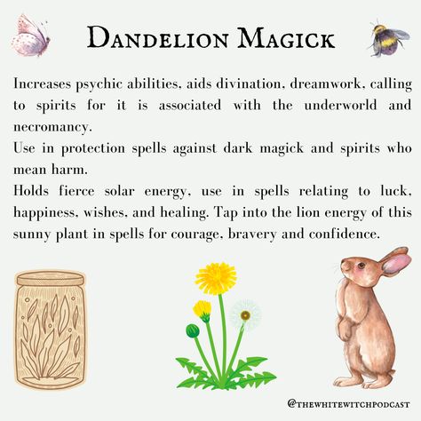 Dandelion Root Witchcraft, Dandelion Correspondences, Dandelion Medicinal Uses, Dandelion Magic, Witch Podcast, White Witch Spells, Necromancy Spells, Plant Magick, Hedge Witchcraft