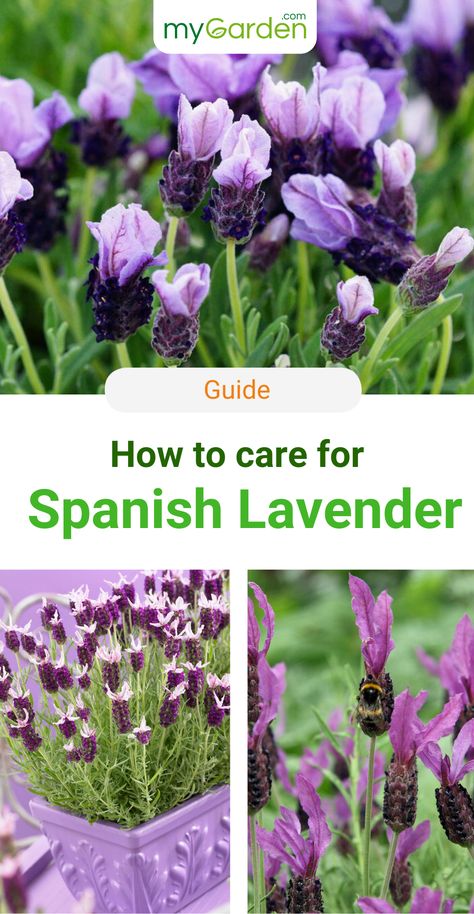 The Spanish Lavender originates from the coastal regions of the warm Mediterranean region. Therefore, it is more sensitive to frost than English Lavender and in many of our latitudes it must be potted throughout winter to keep it frost-free. But the extra care is worth it! Spanish Lavender will bring fresh energy into your garden with its beautiful flowers. Learn in this guide, how to plant and care for your Spanish Lavender. #mygardencom #mygarden #spanishlavender #lavender How To Use Fresh Lavender, Where To Plant Lavender Outdoors, Spanish Lavender Uses, When To Trim Lavender Plants, Spanish Lavender Care, Spanish Lavender Plant Care, When To Harvest Lavender Flowers, Spanish Lavender Plant, Spanish Lavender Landscapes