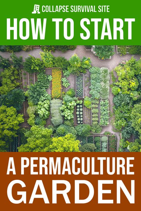 How to Start a Permaculture Garden Food Forest Garden, Permaculture Garden, Succession Planting, Herb Garden Design, Vegetable Garden Diy, Homestead Gardens, Permaculture Gardening, Survival Gardening, Natural Patterns