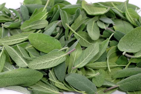 14 Innovative Ways To Use Sage Leaves Sage Ideas, Herb Uses, Native American Hair, Easy Herbs To Grow, Sage Recipes, Sage Plant, Sage Candle, Fresh Sage, How To Dry Sage