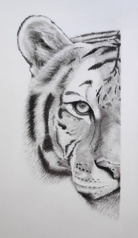 White Tiger Drawing Sketches, Tiger Face Drawing Sketches, Tiger Charcoal Drawing, Safari Animals Drawing, Hard Drawing Ideas Sketch, Animal Pencil Sketches, Sketch Of Lion, Tiger Drawing Sketches, Tiger Art Drawing