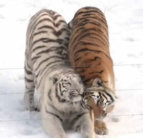 Tigers In Love, Silly Tiger, Snow Tiger, Tiger Pictures, Söt Katt, Cute Tigers, Silly Cats Pictures, Pretty Animals, Silly Animals