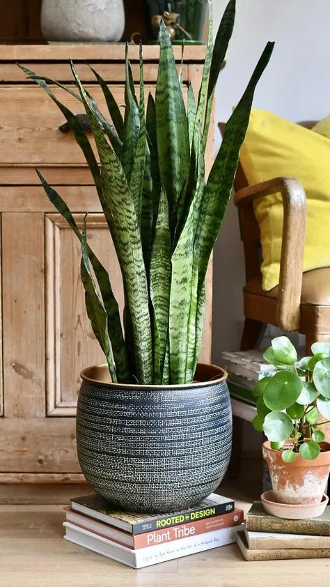 8 Best Tall Snake Plant Varieties | How Large Do Snake Plants Get Snake Plant Decor Ideas Living Rooms, Indoor Snake Plant, Snake Plant Decor Living Rooms, Snake Plant Decor Ideas, Snake Plant Decor, Plant Decor Living Room, African Spear, Snake Plant Varieties, Plant Decor Ideas