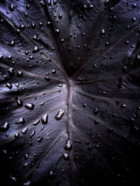 The Black Coral has a more glossy and reflective shine than the Black Magic. Black Magic Colocasia, Black Coral, Colour Palettes, Black Magic, Plant Life, Green Thumb, Color Me, Black Color, Coral