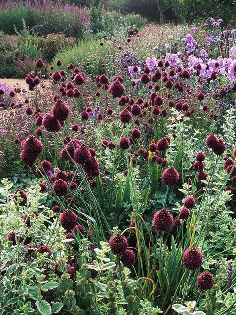 Burgundy Perennials, Burgundy Garden, Phlox Paniculata, Franz Schubert, Winter Gardening, Cottage Garden Design, Garden Borders, Perennial Garden, Garden Soil