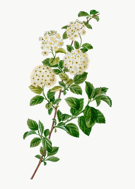 Spirea Flower Tattoo, Decoupage Flowers, Nature Sketch, Plant Vector, Botanical Artwork, Small White Flowers, Plant Illustration, Rock Design, Ink Illustrations