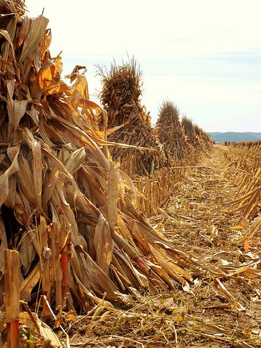 Corn Field I remember when Farmers. Shocked  corn     Making the bundles stand together so the corn dried out to store for the winter. To feed the animals. Corn Field, Autumn Girl, Fields Of Gold, Autumn Scenery, Down On The Farm, Harvest Time, Autumn Harvest, Fabulous Fall, Autumn Beauty