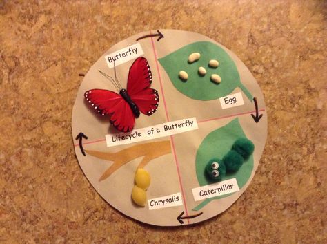 Lifecycle Of A Butterfly, Butterfly Life Cycle Craft, Caterpillar Activities, Hungry Caterpillar Craft, Life Cycle Of A Butterfly, Cycle Of A Butterfly, Life Cycle Craft, Butterfly Project, Insect Crafts