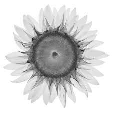 sunflower xray - Sunflower Xray Tattoo, X Ray Sunflower Tattoo, Xray Tattoo Ideas X Rays, Mother Daughter Tat, Science Wallpaper, Sunflower Plant, X-ray Images, Dandelion Tattoo, Planting Sunflowers