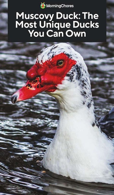 Muscovy Duck: The Most Unique Ducks You Can Own Muscovy Ducklings, Muscovy Ducks, Farm Tips, Backyard Ducks, Duck Breeds, Duck Coop, Big Duck, Muscovy Duck, Time Apart