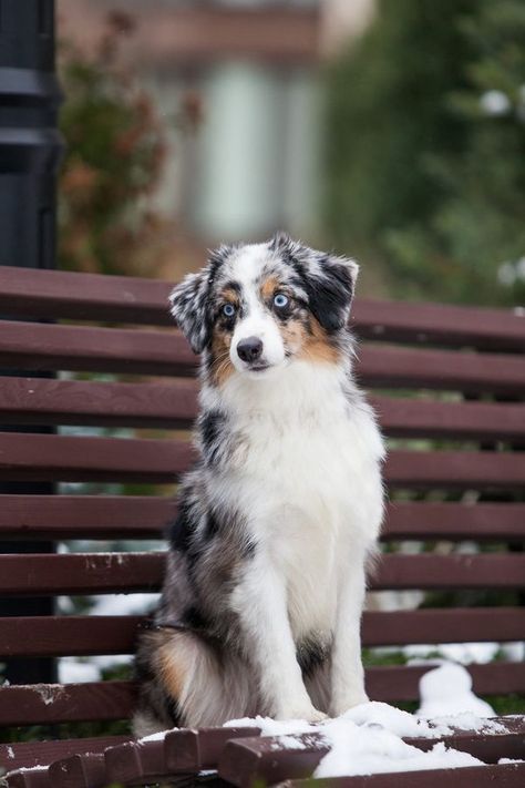 Miniature American Shepherds Disney Dog Kennel Miniature American Shepherd, Dutch Shepherd, American Shepherd, Cattle Dogs, Disney Dogs, Australian Shepherds, Cute Dogs And Puppies, Dog Kennel, Cattle Dog