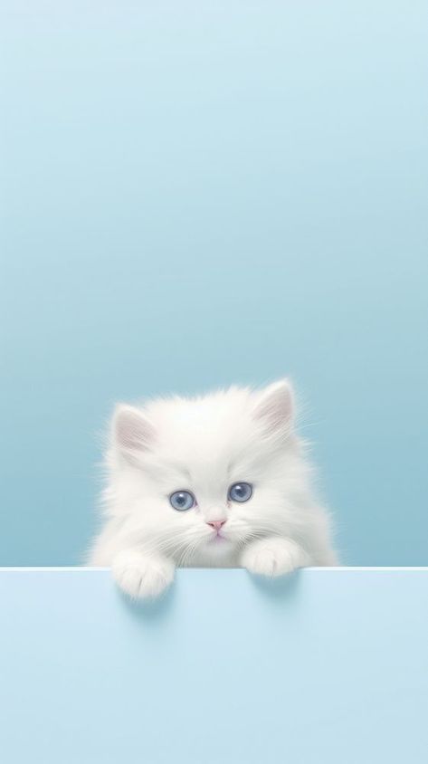 Kitten animal mammal white. | premium image by rawpixel.com / Nardsucha Cute Cats And Kittens Wallpaper, Kitten Wallpaper Iphone, Cute Kitty Wallpaper, Cute Kitten Wallpaper, White Cat Wallpaper, Cute Kitten Pics, Twin Baby Photography, Iphone Wallpaper Cute, Iphone Wallpaper Cat