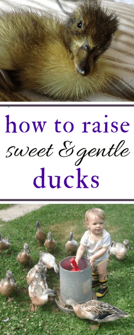 Duck Pens, Backyard Ducks, Baby Chicks Raising, Duck Coop, Duck Farming, Raising Ducks, Pet Ducks, Duck House, Duck Pond