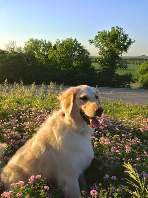 Puppies In Flowers, Dogs In Garden, Botanical Garden Aesthetic, Dog In Garden, Dog In Flowers, Golden Retriever Flowers, Red Retriever, Aesthetic Dogs, Perros Golden Retriever