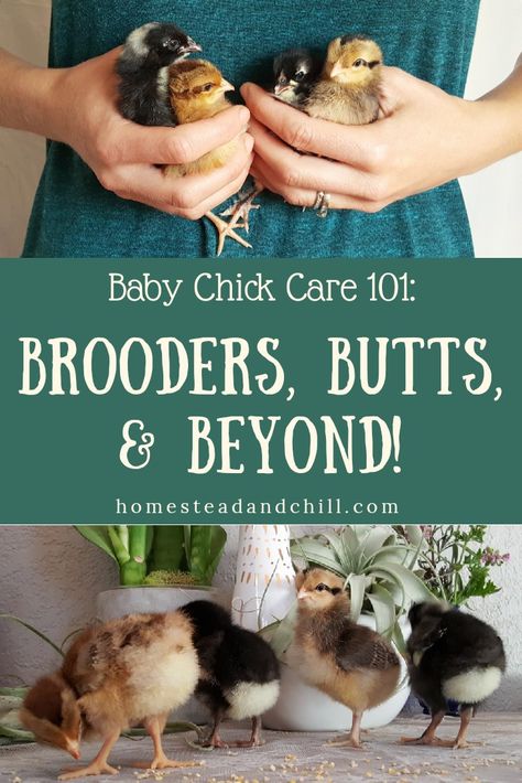 Read along to learn everything you need to know to give new baby chicks the proper care they need, including tips for arrival day, food and water, brooder set-up, temperatures, cleaning, bonding, and health risks! Baby Chicks Raising, Raising Chicks, Backyard Chicken Farming, Chicken Ideas, Chicken Life, Chicken Health, Homestead Farm, Raising Backyard Chickens, Farm Fun