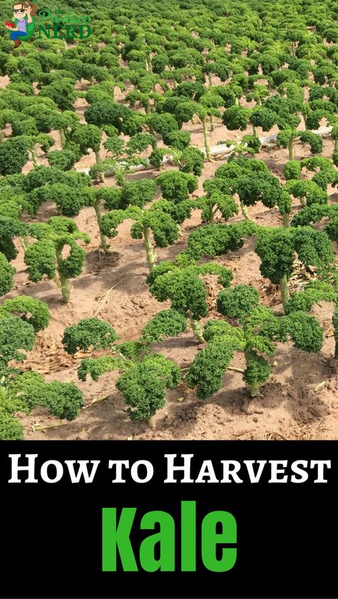 VIDEO: How Kale is Harvested. See how kale is harvested and packed. All footage of the harvesting process and the harvest crew was taken at Babe Farms in Santa Maria, CA. How To Harvest Kale, Harvest Kale, Harvesting Kale, Growing Kale, Leafy Greens, Farm Gardens, Santa Maria, Fruits And Vegetables, Kale