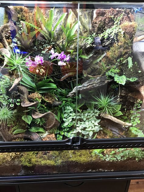 Exo Terra 60x45x60cm Exo Terra Terrarium Ideas, Dart Frog Tank, Living Terrarium, Dart Frog Terrarium, Gecko Vivarium, Terrarium Tank, Frog Terrarium, Frog Tank, Gecko Terrarium