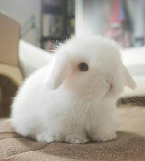 Tiny Baby Animals, Cutest Bunny Ever, Cute Bunny Pictures, Cute Animals Puppies, Disney Animals, Bunny Pictures, Cute Squirrel, Kawaii Plushies