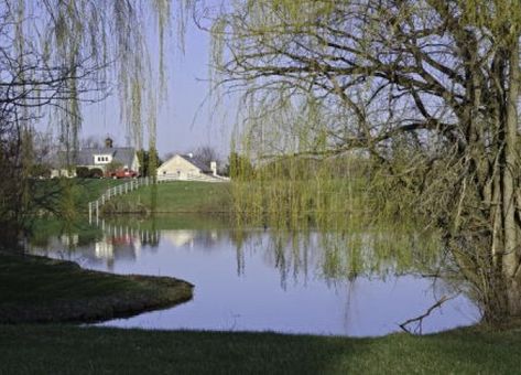 Backyard Fountain, Large Pond, Farm Pond, Building A Pond, Pond Maintenance, Fountains Backyard, Pond Liner, Big Backyard, Pond Landscaping