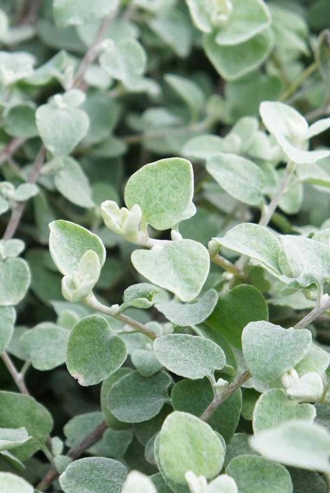 White Licorice Plant, Helichrysum Petiolare, Licorice Plant, Drought Tolerant Shrubs, Silver Plant, Small Balcony Garden, Perennial Shrubs, Indoor Flowers, Gardening Advice