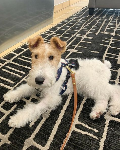 Wire Fox Terrier Puppies, Fox Terrier Puppy, Wire Haired Terrier, Wirehaired Fox Terrier, Airedale Dogs, Lakeland Terrier, Irish Terrier, Fox Terriers, Wire Fox Terrier