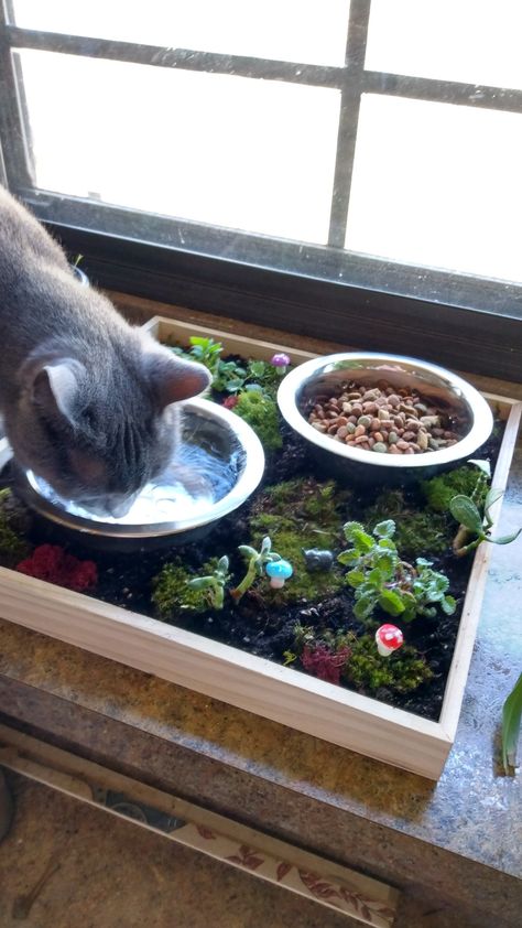 Cat feeder, moss, succulents, catnip, cat grass Cat Food Station, Cat Room Decor, Cat Feeding Station, Cat Furniture Design, Cat Area, Cat Water Bowl, Catnip Cat, Cat Proofing, Cat Snacks