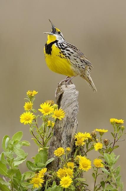 Burung Kakatua, Bird Parakeet, 자작나무 그림, Meadow Lark, Summer Birds, 강아지 그림, State Birds, Kinds Of Birds, Kandy