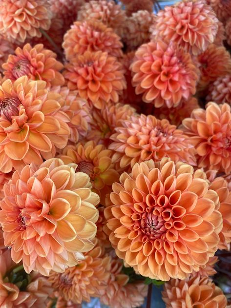 Dhalia Aesthetic Bouquet, Orange Dahlias, Orange Dahlia, Lowndes Grove Wedding, Autumn Florals, Fresh Flower Market, Late Summer Weddings, Back Garden Design, Burgundy Flowers