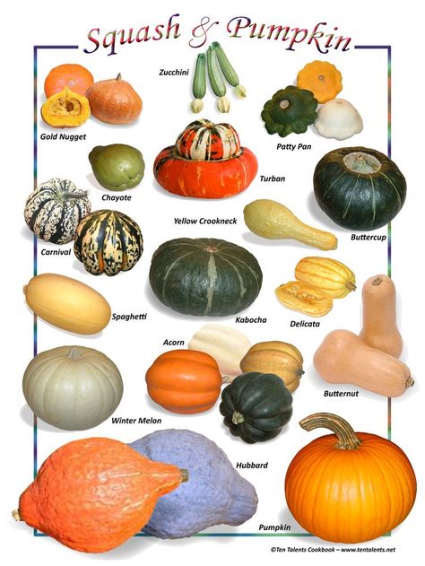 Recipe: Glorious Gourds Zoodles In Creamy Yogurt { #atozchallenge } Autumn Ephemera, Pumpkin Varieties, Squash Varieties, Zoodle Recipes, Pumpkin Squash, Natural Pond, Fall Garden Vegetables, Pumpkin Patches, Food Charts